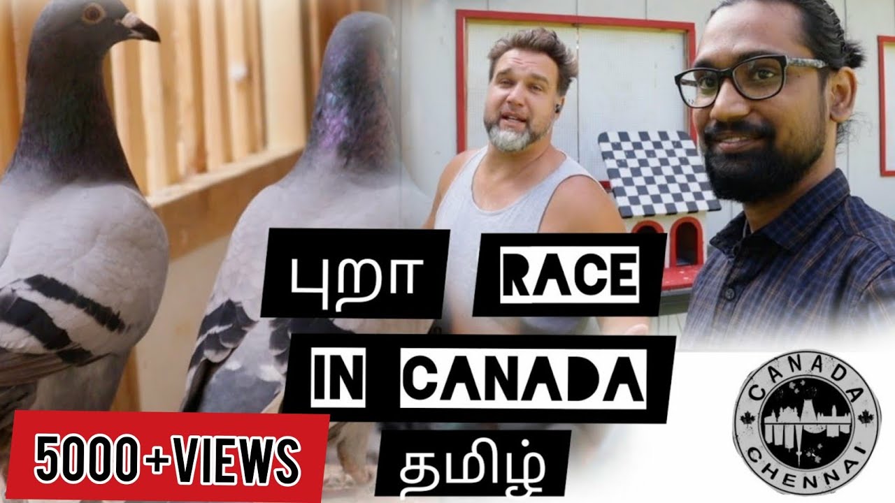புறா 🐦 (Pigeon) Racing in Canada | தமிழ் Vlog Chennai's Canadian Mujeeb | Pura Valarpu