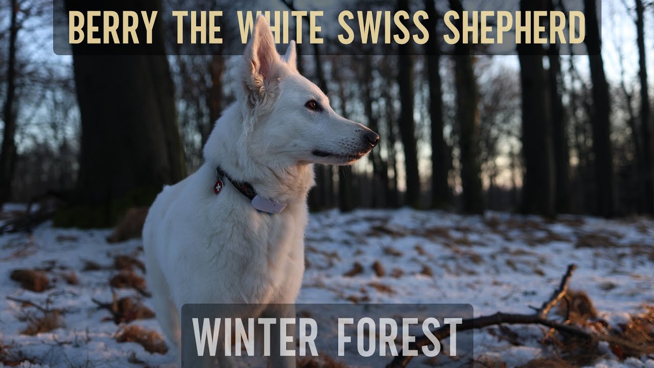 Winter forest with Berry the #WhiteSwissShepherd