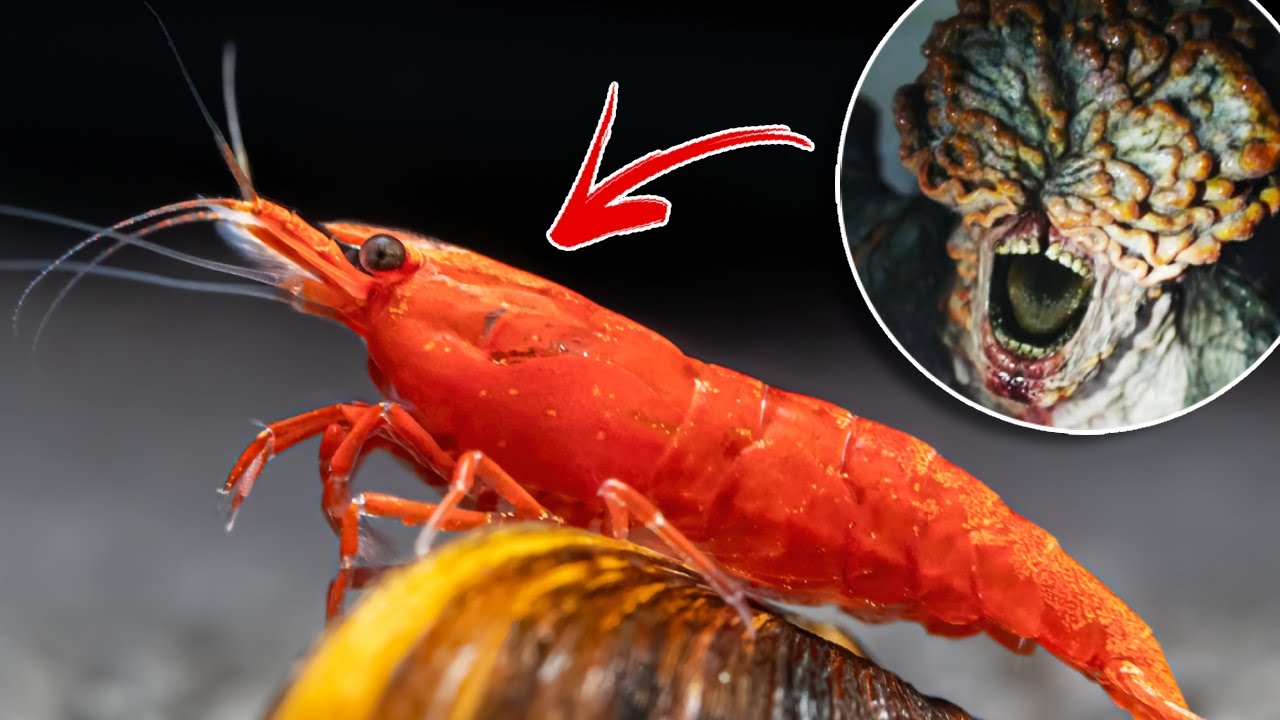 The Last Of Us Fungus in my Pet Shrimp?!