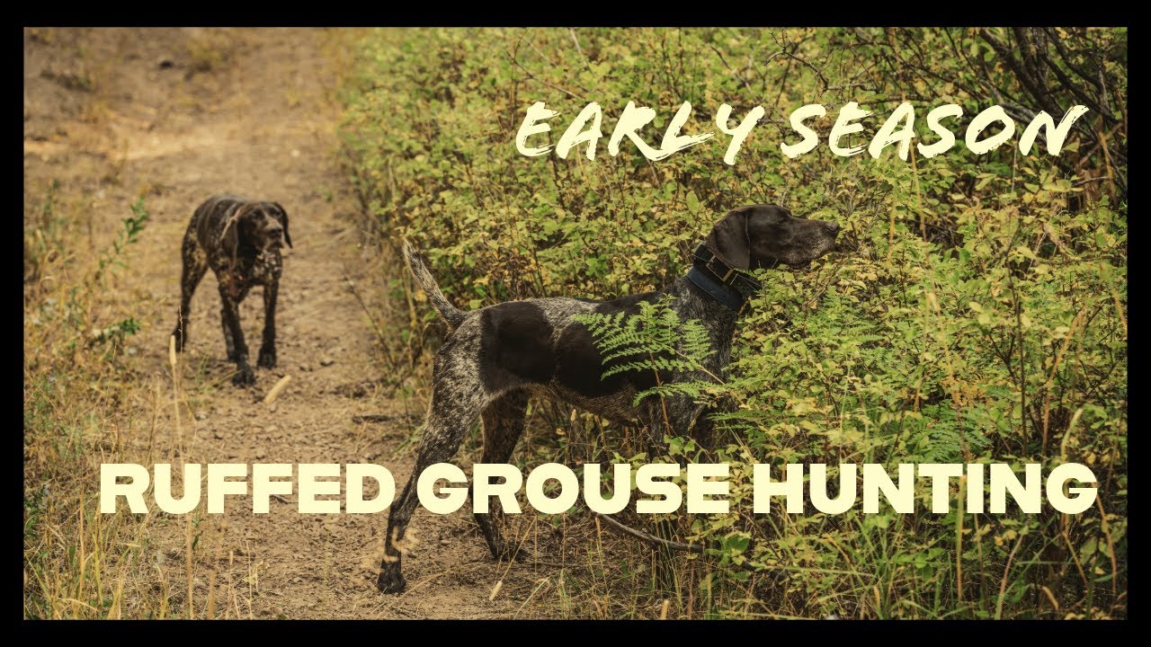 Early Season Ruffed Grouse Hunting with German Shorthaired Pointers