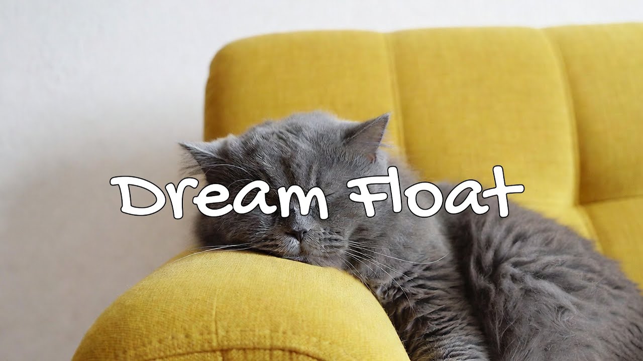 LIVE Calm Cat Nap Stream for Anxiety Relief 😌 | Season 1 | Playlist 🎧