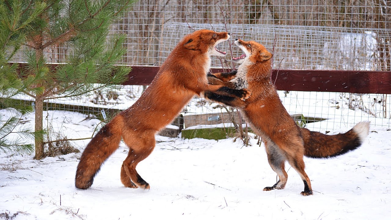 Red Foxes Playing in the Snow