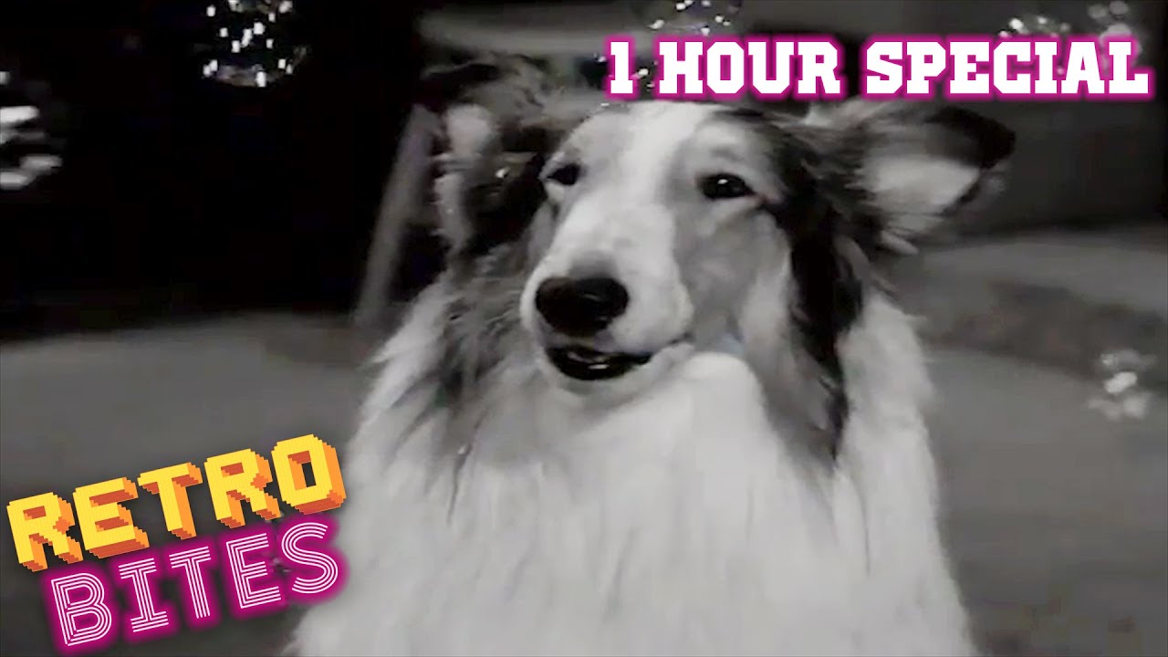 Lassie | 1 Hour Special | Lassie English Full Episodes  🐕