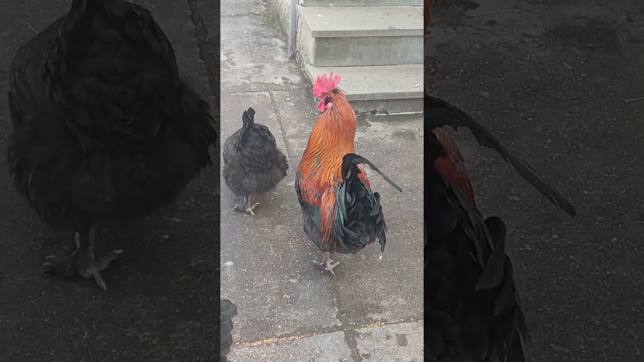 Galline che mangiano 🍎🥬🥗