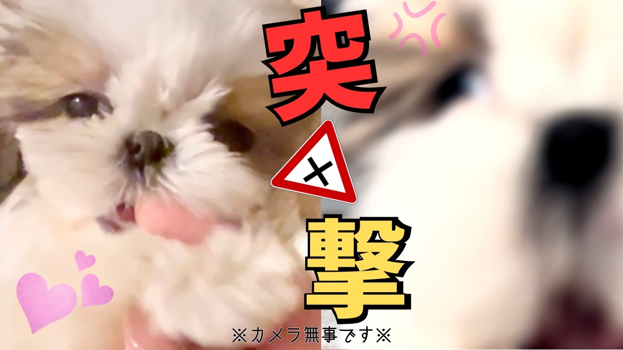 【ガチやん】本気でカメラに突っ込む子犬【アテレコ】