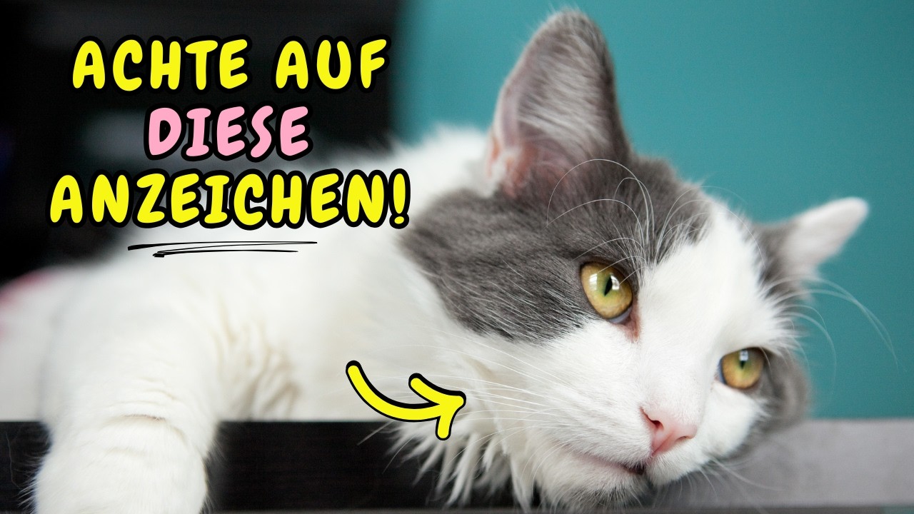 8 SUBTILE Anzeichen, dass deine Katze stirbt - Und FAST jeder übersieht sie!💔