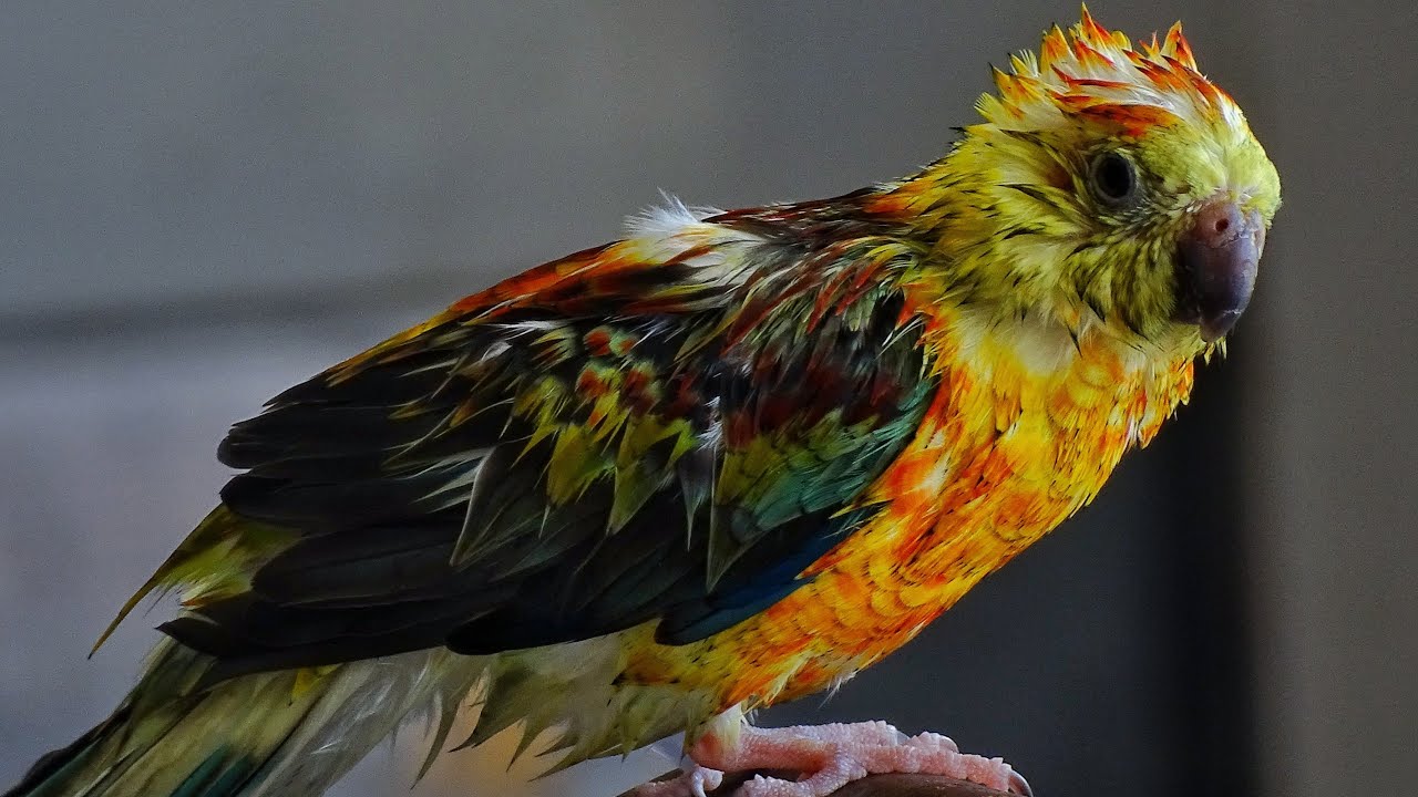 Soigner le plumage de votre perroquet.