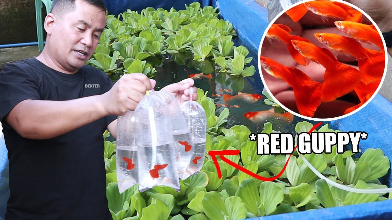 My new strain of BREEDER GUPPY ** Albino full RED**