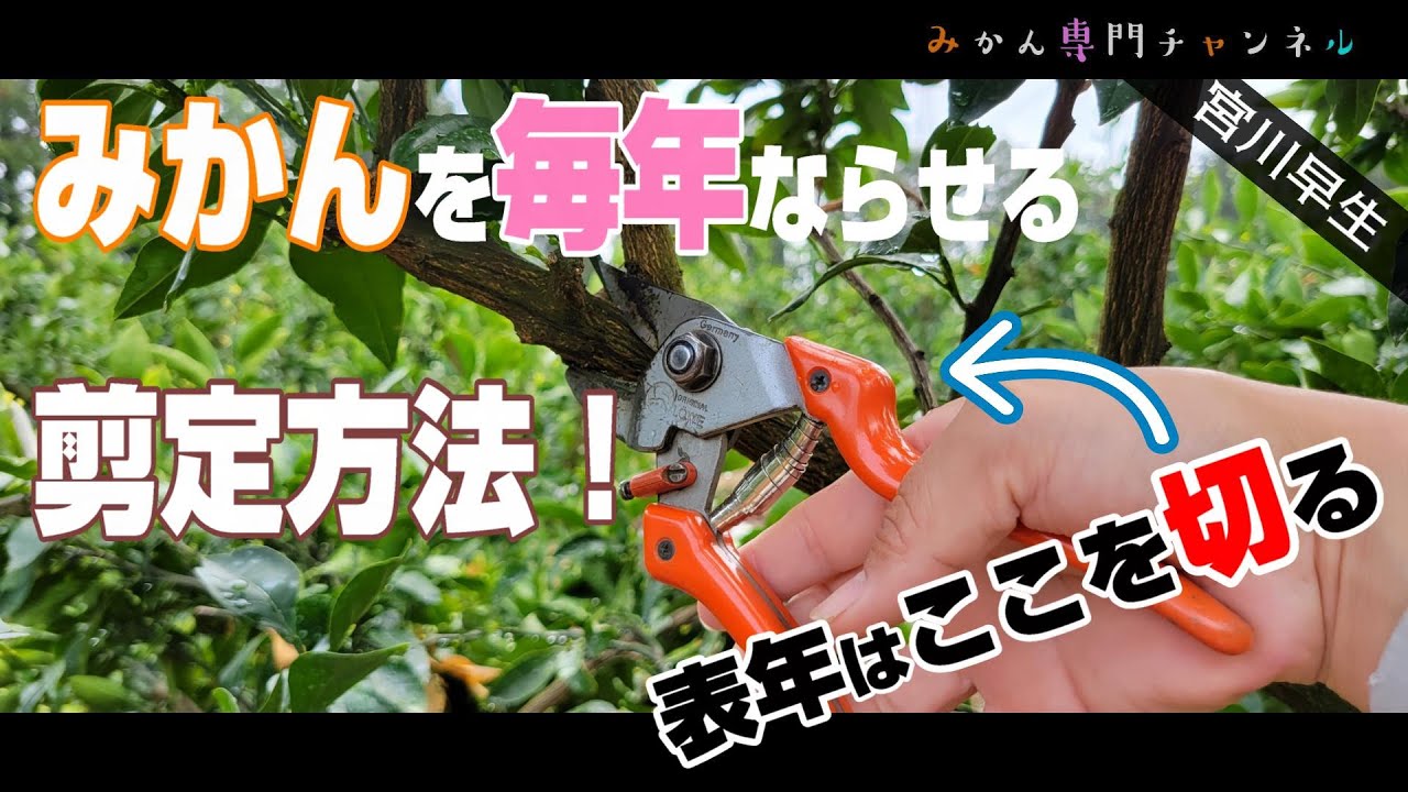 【2月下旬～3月中旬】みかんの剪定方法／宮川早生