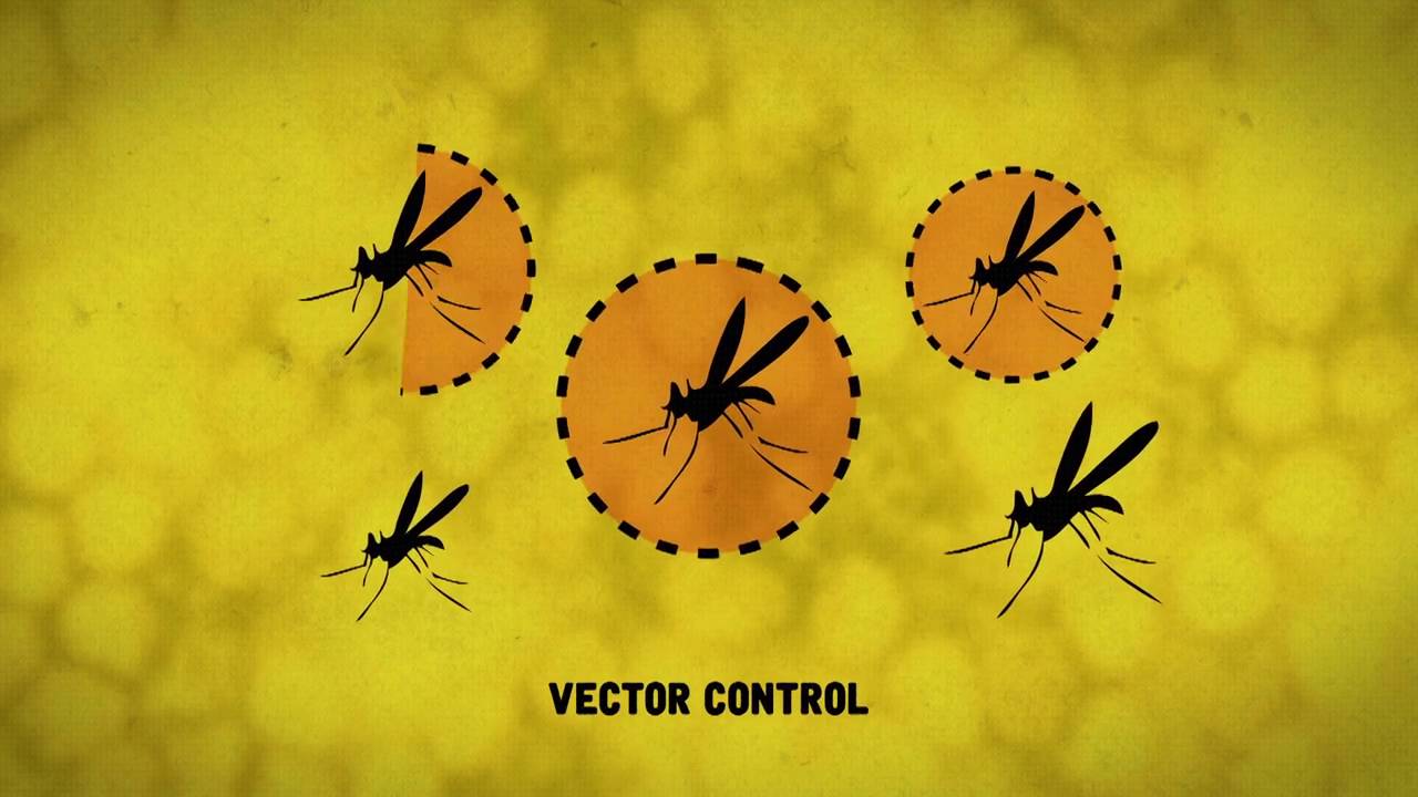 Yellow Fever: A closer look at the disease
