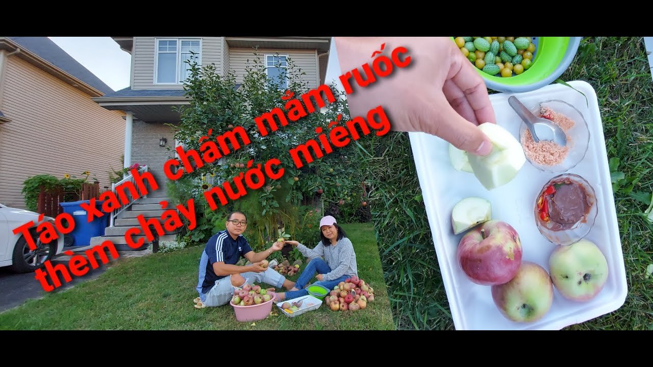 Cây táo nở hoa, trái xanh chấm mắm ruốc//Vườn nhà Cần Vi/Vườn Rau Việt//Cuộc sống Việt tại Canada
