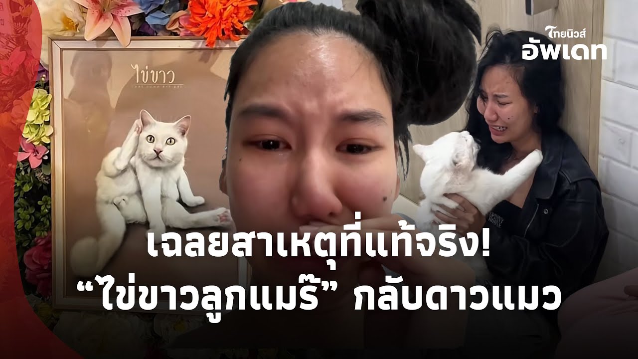 ยิ่งเจ็บปวด! เปิดสาเหตุ ”ไข่ขาวลูกแมร๊“ กลับดาวแมวกะทันหัน เจ้าของยอมพูดแล้ว!|Update-16-GT