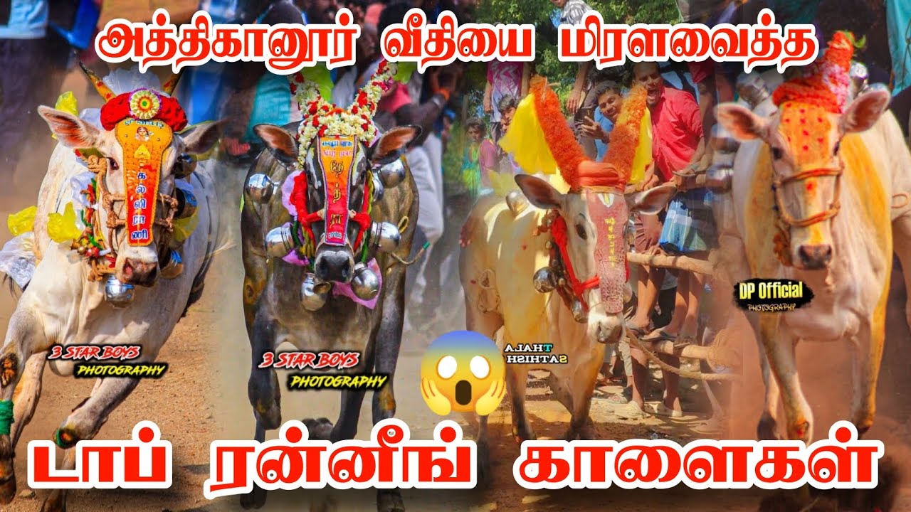 அத்திகானூர் வீதியை 🔥 மிரளவைத்த 😱 டாப் ரன்னிங் காளைகள் 😱21/01/2026😱@காளையின்காதலன்BG 