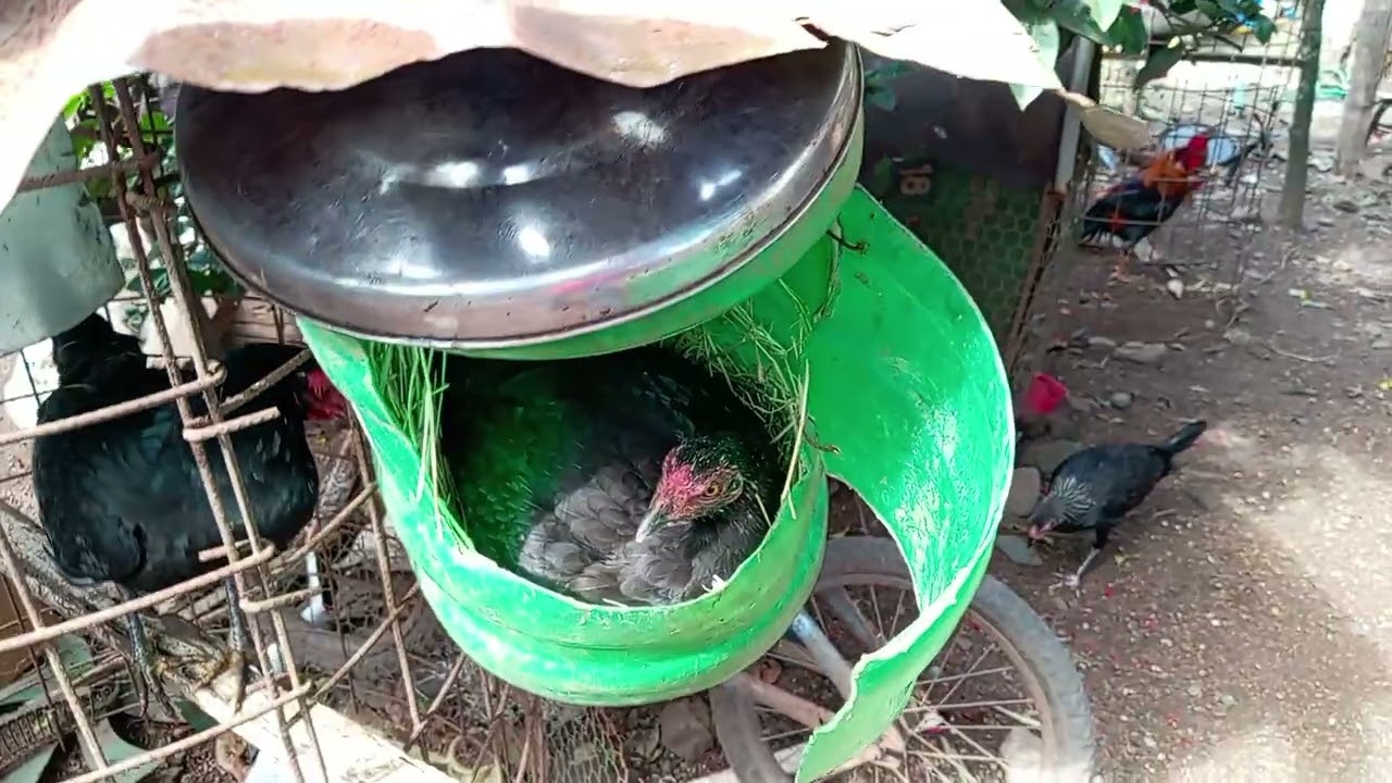 Aquí volvemos con los nuevos pollos 🐣 🌤️ #gallos #gallosfelices #pollitos #pollos 