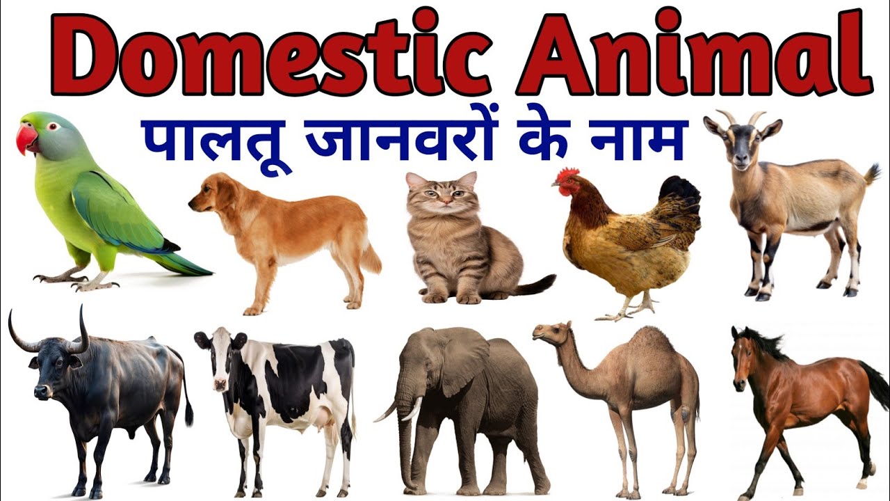 Animals Name | Domestic Animals name | Pet Animals Name with pictures| Pet animal names #domestic