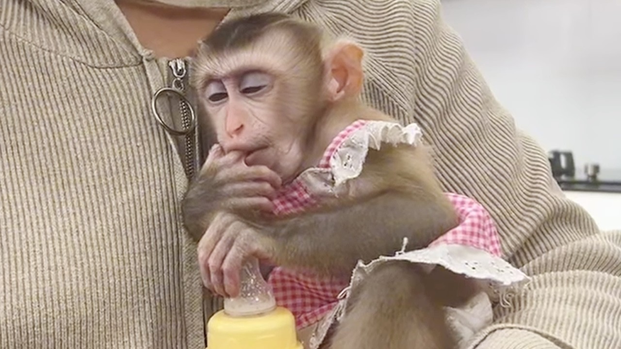Baby Monkey Jelly Angrily To Mom Put Her On Table Alone