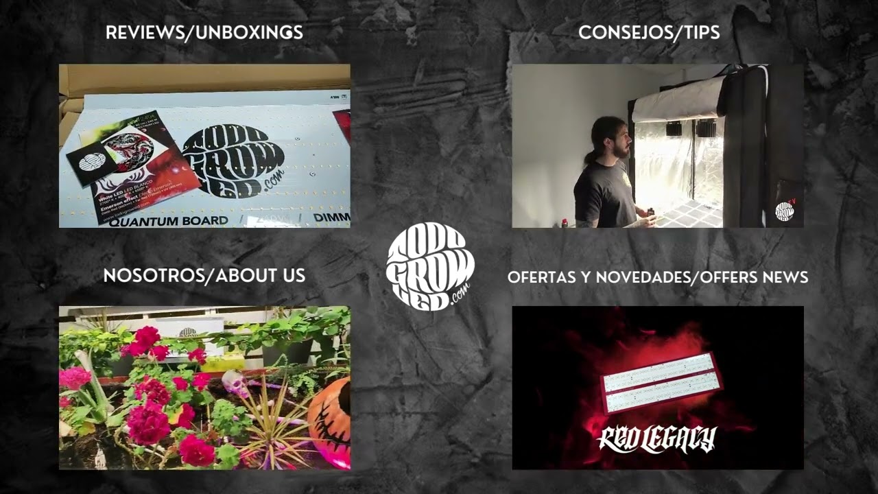 Todogrowled presentaci&oacute;n