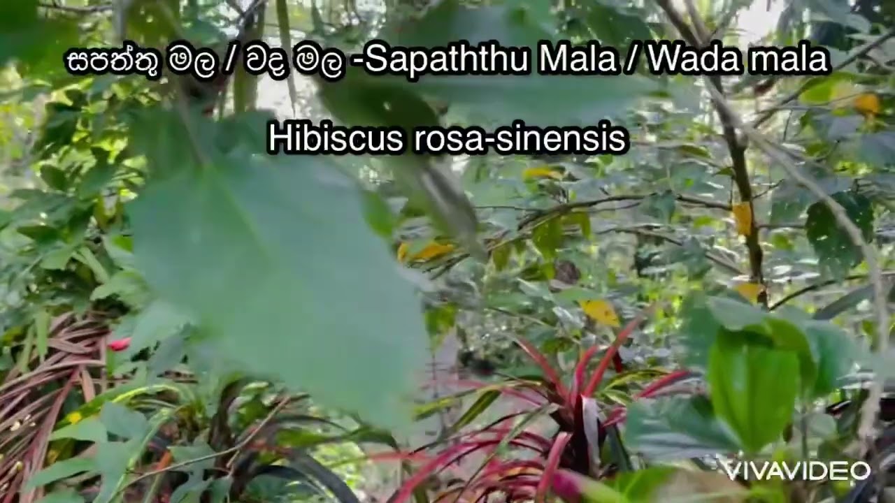 සපත්තු මල / වද මල -Sapaththu Mala / Wada malaHibiscus rosa-sinensis