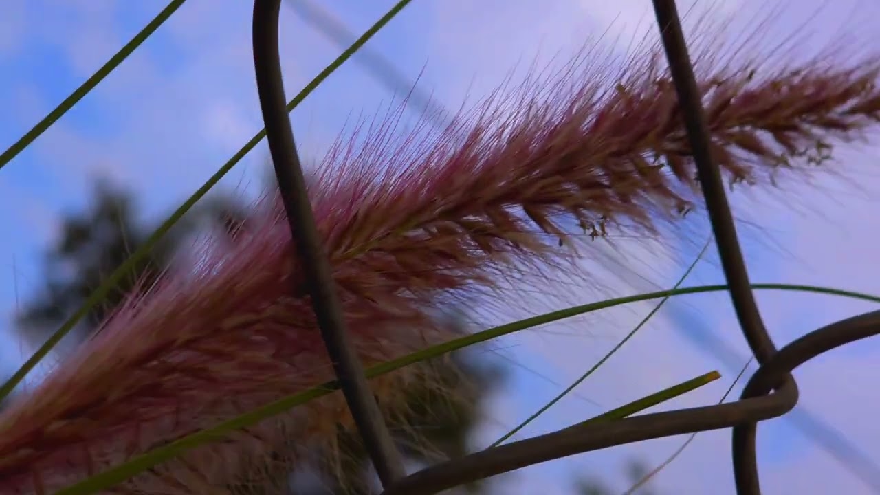 Dias iguales (Cortometraje) - Azgad