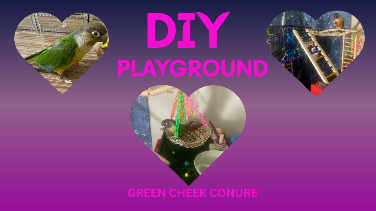 DIY PLAYGROUND | CONURE | Making my Bird A Play Area | TALKING | GREEN CHEEK CONURE  | Parrots