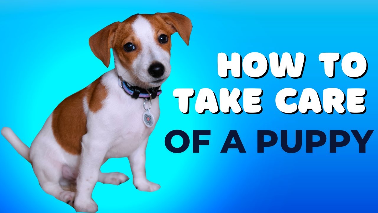 Puppy Care || How To Take Care Of a Puppy