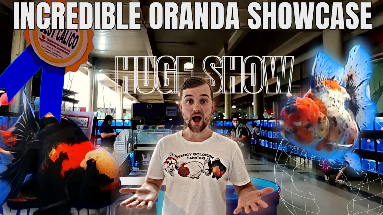 Philippines Goldfish show | Goldfish COMPETITION | HIGH QUALITY |  @RogenFishloverAdventureVlogs