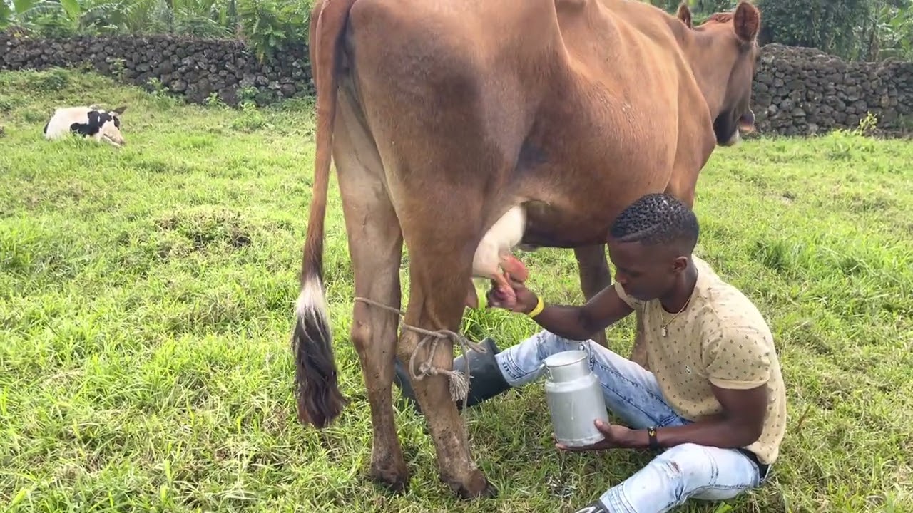 Amata azaduhame iwacu 🐂 #gukama #amata