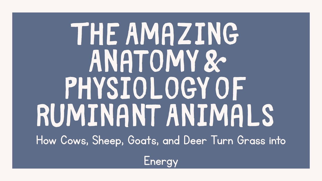 Anatomy and Physiology of Ruminants for Kids