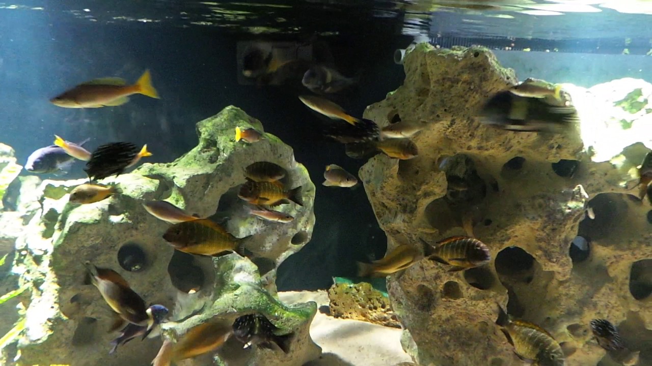 2600 litres Tanganyika Janvier 2017