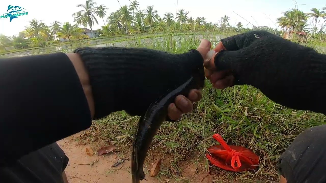 Banyak sambaran gabus kecil
