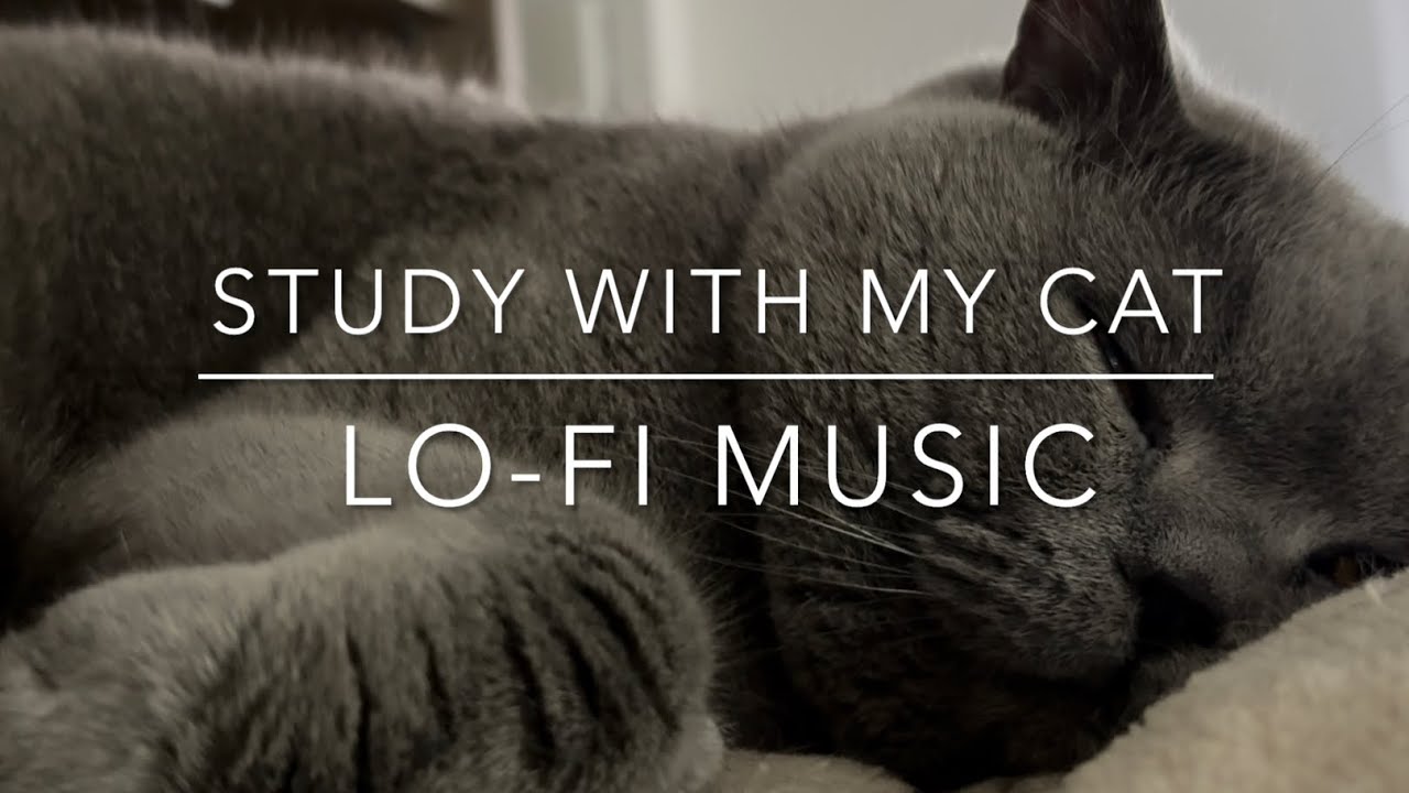 Study with my cat 🐈‍⬛❄️ | Walking through snow sound | Lo-fi music | Scene changes