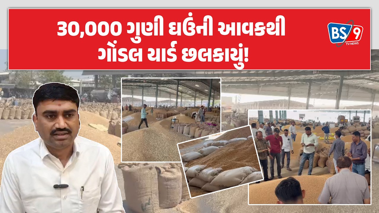 Gondal APMCમાં 30 હજાર ગુણી ઘઉંની આવક જાણો આજે શું રહ્યા ઘઉંના બજાર ભાવ| BS9 TV NEWS