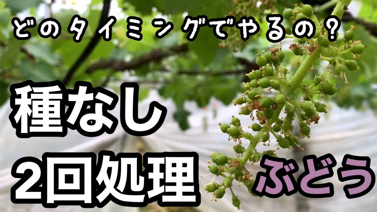 ぶどう種なし2回処理方法 林ぶどう園 2021-5-15