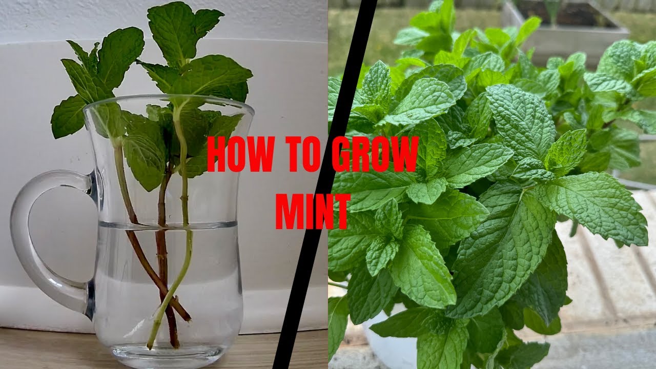 Grow Mint from Grocery Store Mint | Time-Lapse Root Growth, Pruning, Drying, & Repotting Tips