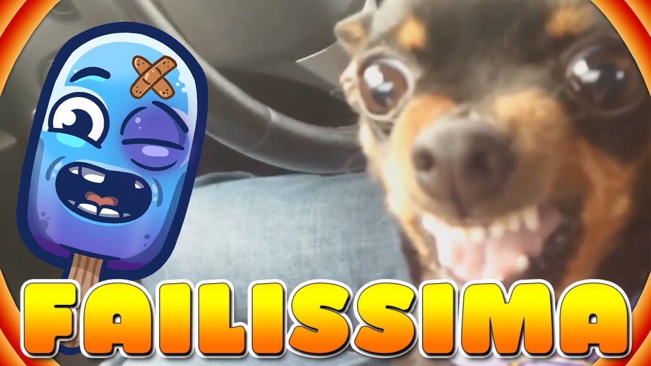 Failissima: ANIMALI BUGGATI E DOVE TROVARLI