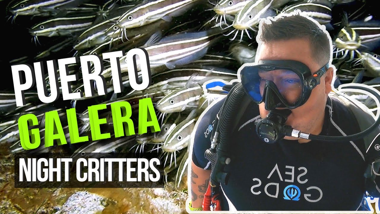I TRIED NIGHT DIVING in PUERTO GALERA