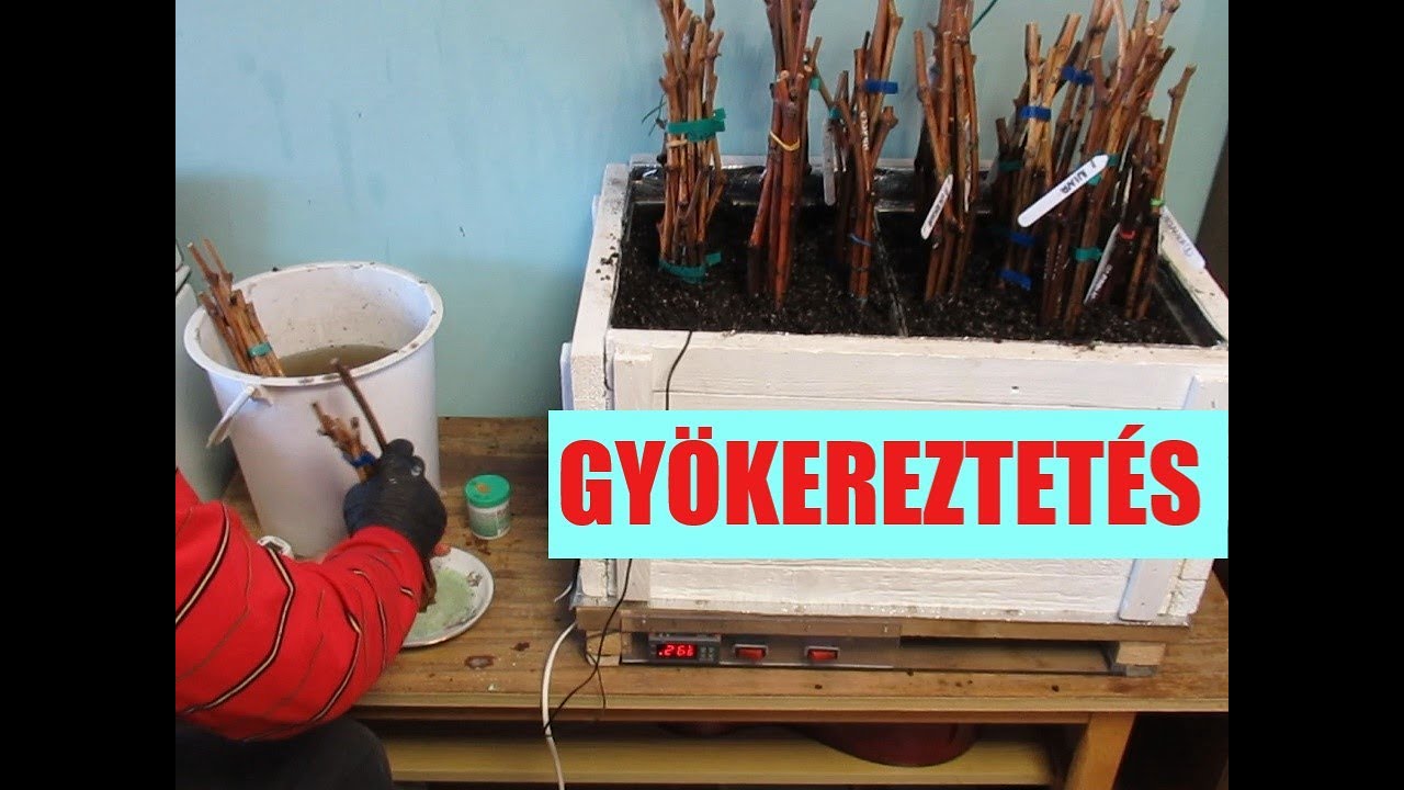 Eredmények a javított gyökereztető ládával – Konténerezés és tárolás