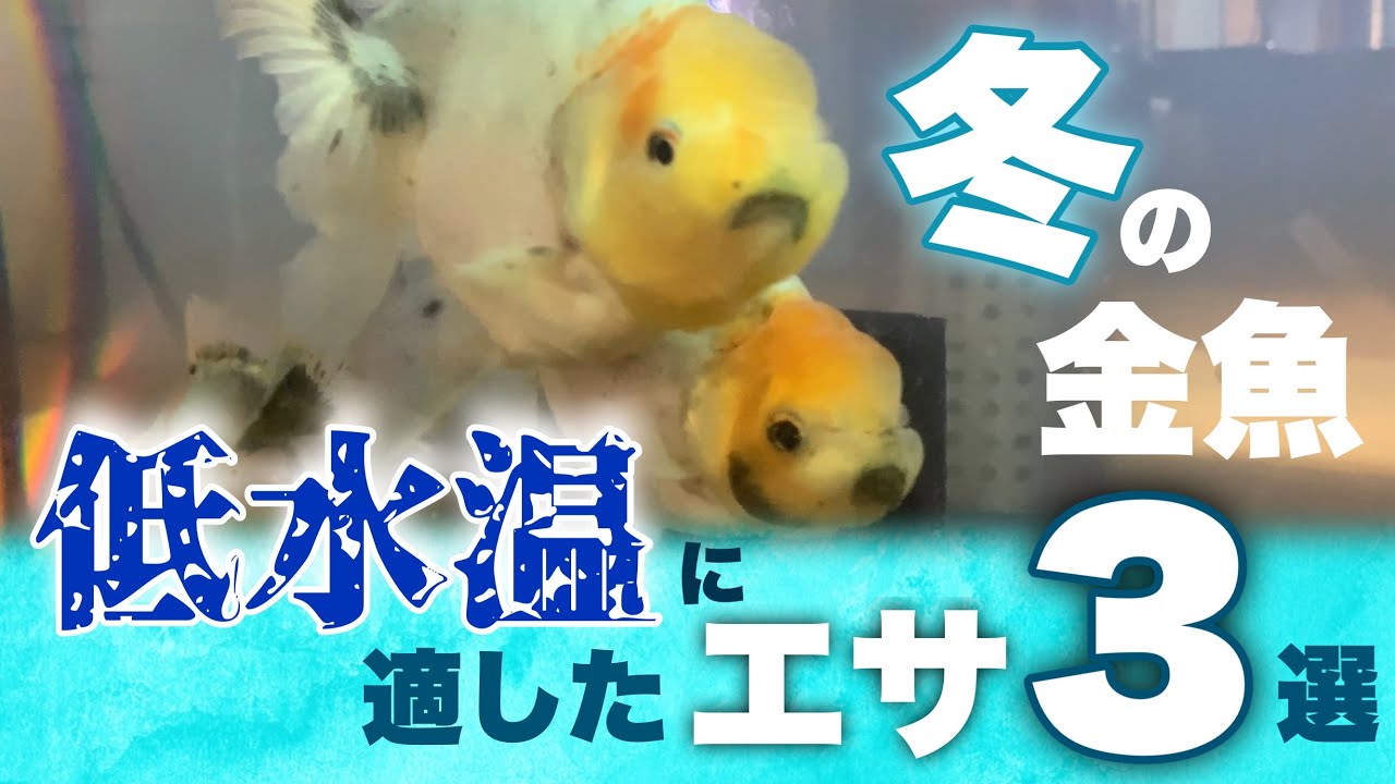 【冬の金魚】低水温に適した3種類の餌を比較 年間を通じた金魚のエサの与え方 The goldfish food for cold water @金魚と東錦(あずまにしき)ch