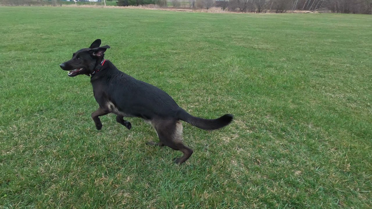 Black Lab and German Shepherd Mix (1 year 6mo) Update