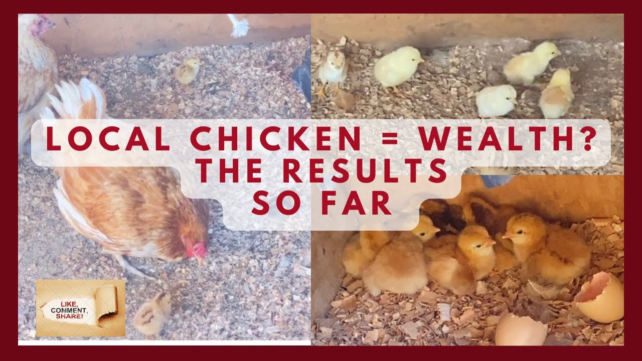 How to Build Wealth with Local Chicken Farming in Uganda | Poultry Business Guide Part 2