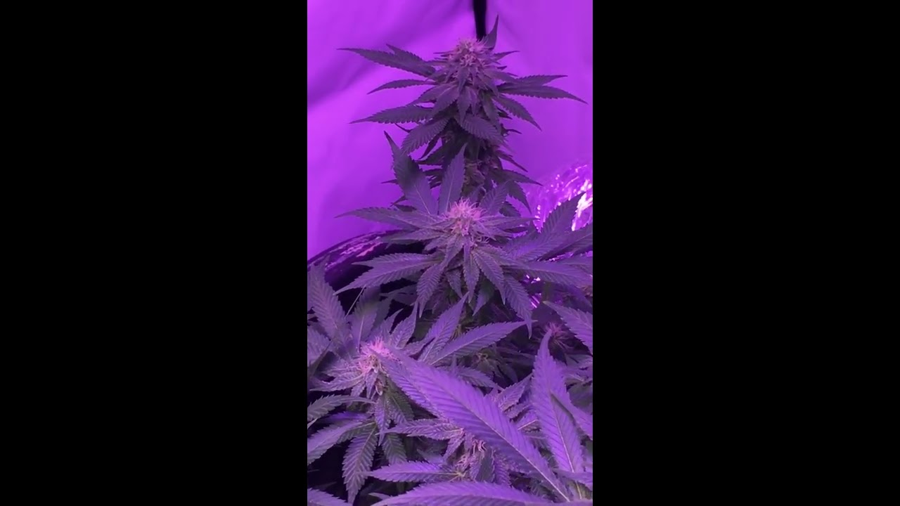 Day30 flower (Viparspectures x YGrow 600s)