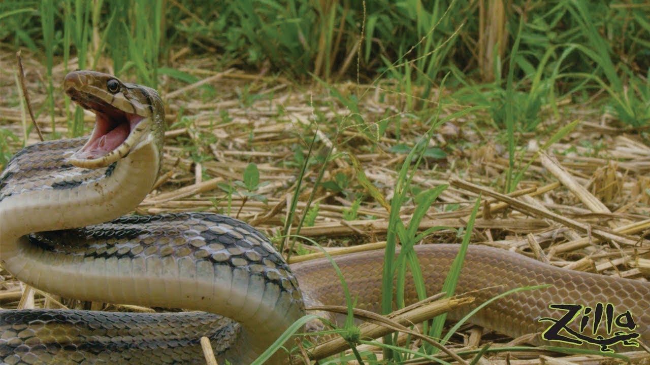 Radiated Rat Snake: Zilla Beyond the Glass - Episode 1