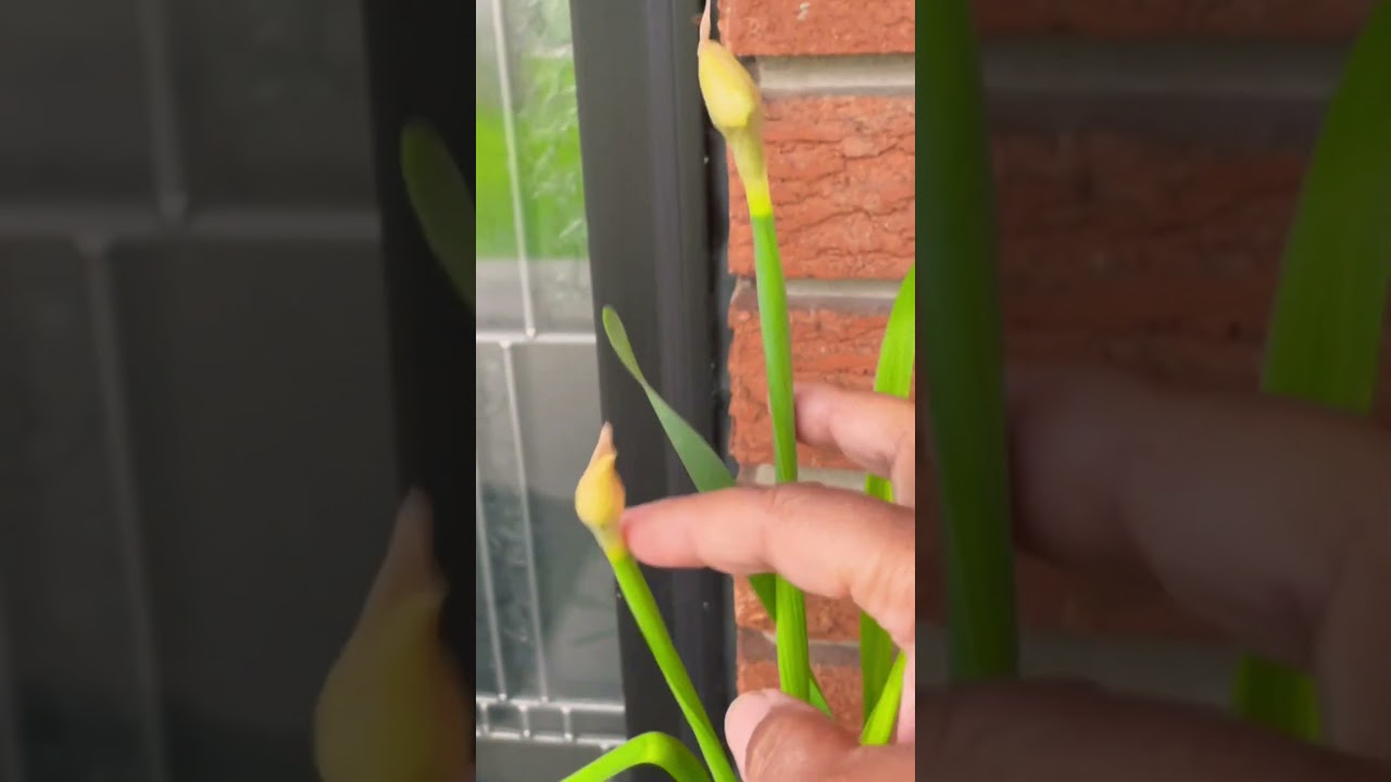 Deadhead your Spring blooms