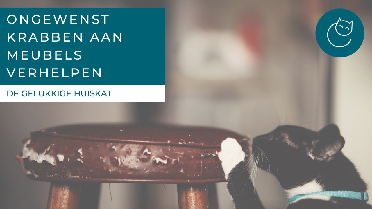 ONGEWENST KRABBEN AAN MEUBELS AFLEREN - De gelukkige huiskat - Kattengedrag