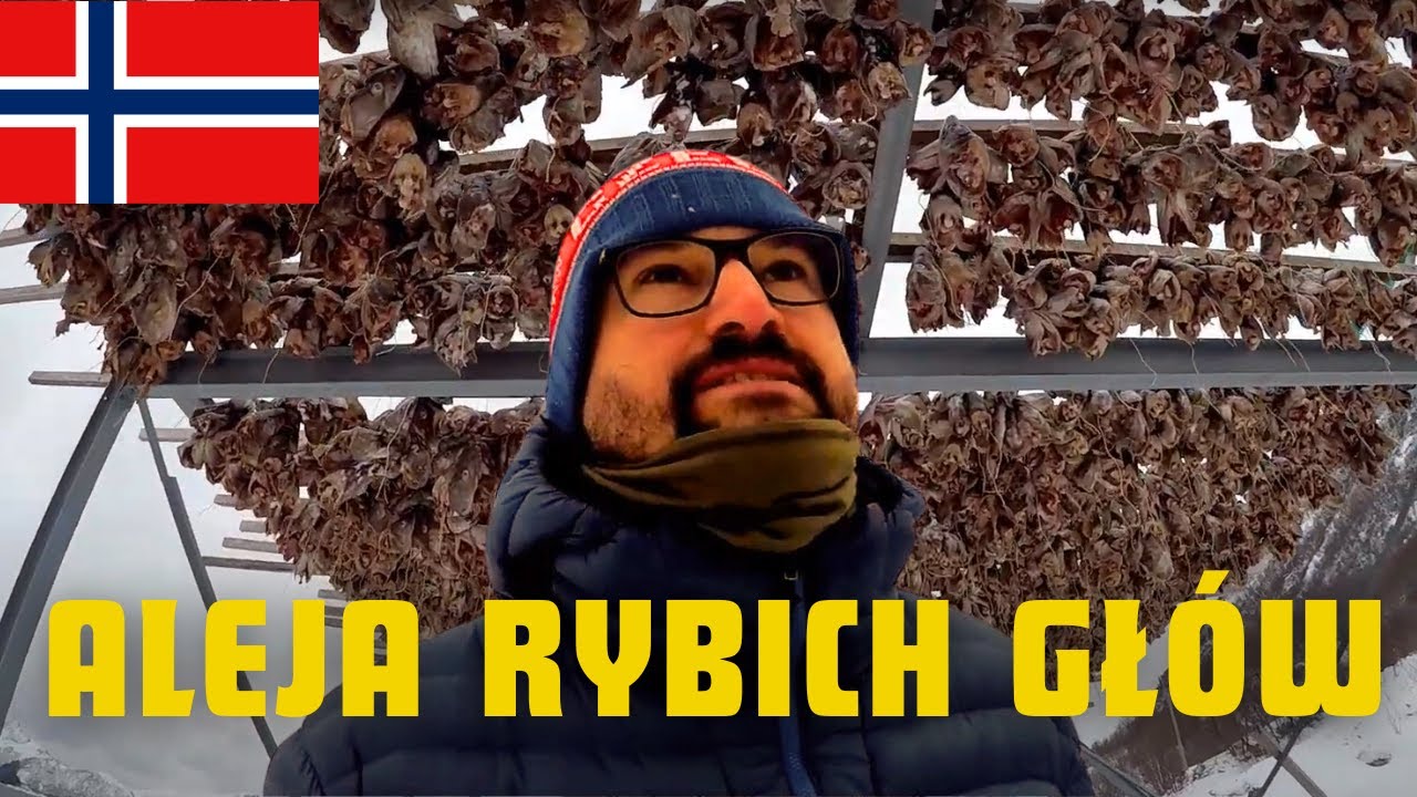 Aleje RYBICH GŁ&Oacute;W przy hodowli dorszy | Norwegia