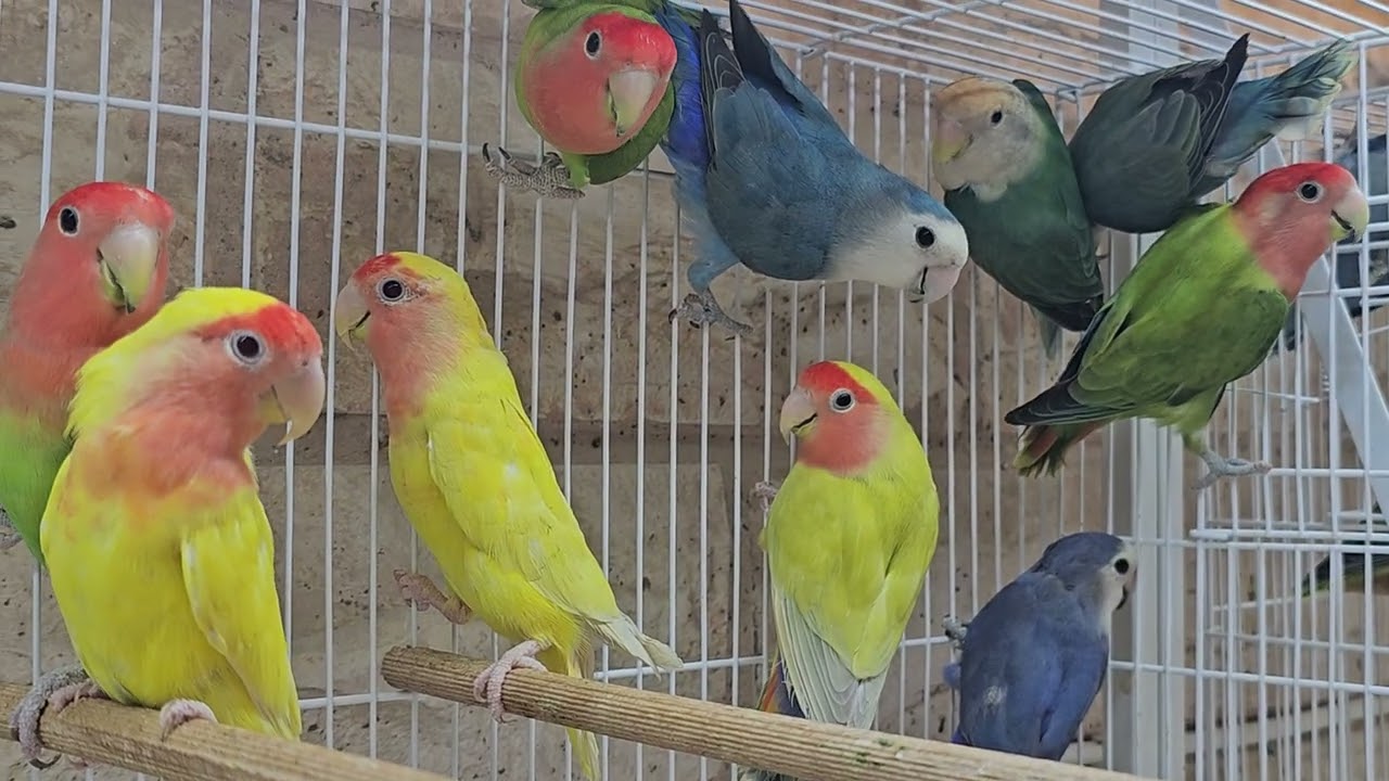 রংবে রঙ্গের সুন্দর পাখির কিচিরমিচির। Very nice birds .