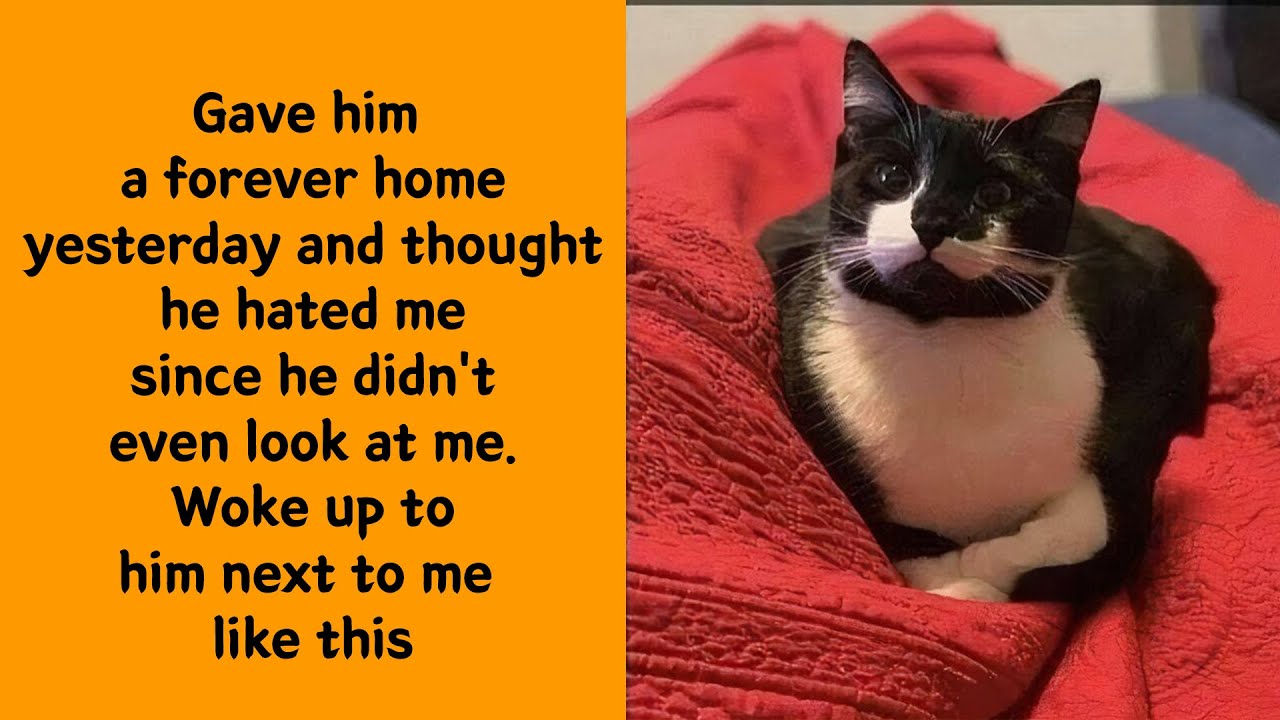 50 Adorable Cat Memes That Prove Cats Are Pure Magic 😻 - Funny cat