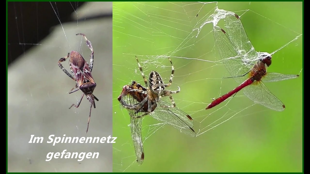 Im Spinnennetz gefangen