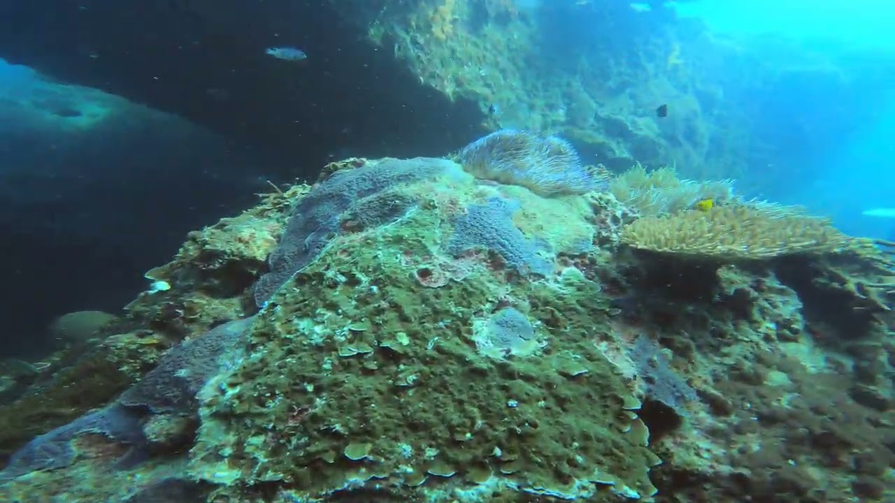 This Underwater World is Insane #coralreef #scubadiving