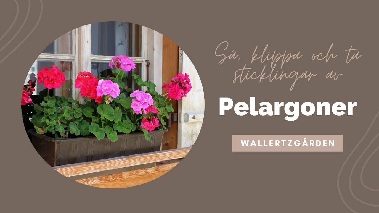 Så, klippa och ta stickling av pelargon